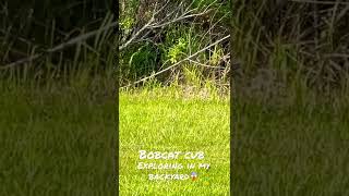 Bobcat cub exploring on my backyard 😱