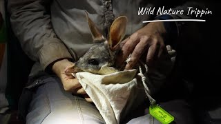 Bilby conservation to save the Greater Bilby.  Ep.11 + Pelican breeding colony spectacle!