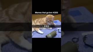 Funny Cat 🤣 #shorts #funny #cat #trending #205 #comedy #video #viralvideo #youtubeshorts #catlover