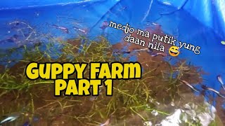 Future Guppy Farm | Part 1