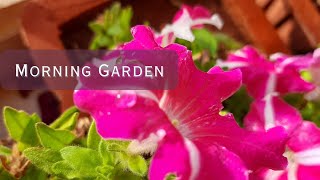 Plants Waking up from Slumber | Morning Garden