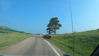 Trafico de Bufalo !  / #southdakota