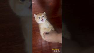 cute cat laughing #shorts #viral #trending #subscribe