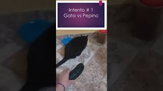 2020 Gato vs Pepino l Cat vs Cucumber 2020