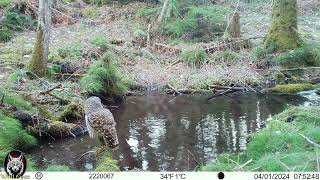 Pond Birds Mar 2024