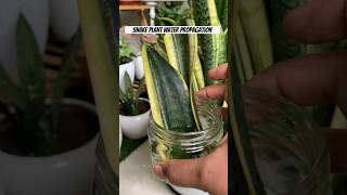 Snake plant water propagation method| how to grow snake plant from cutting #shorts #viral