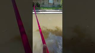 Mancing ikan Red Devil #mancing