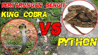 GANAS !! ADU KEKUATAN (KING COBRA VS PYTHON) PERTARUNGAN SENGIT ULAR BERBAHAYA !!!