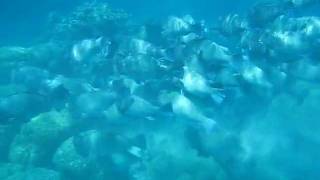 Bumpheads Turnaround: Snorkeling Great Barrier Reef.AVI