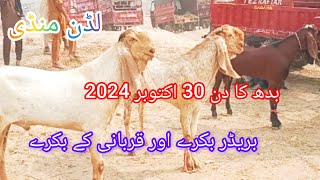 لڈن بکرا منڈی بڑے بریڈر بکرے اور قربانی 2025 کے بکرے مناسب قیمت پر احمد اینیمل فارم 03045896486