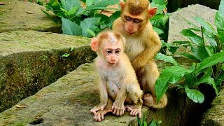 So lovely monkey Lucie and her friend