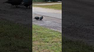 A visit from some of the locals 😀 #ducks #garden #Florida #rain #visitors #nature #birds