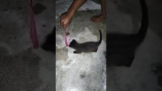 Melatih musang agar cepat jinak