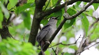 Gray Catbird,  Silverthorn Park, Mississauga, 06/18/24