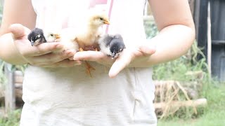 A Quick Chick Update