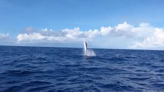 Black Marlin Fishing on Spinning Tackle with Nambas Fishing Charters