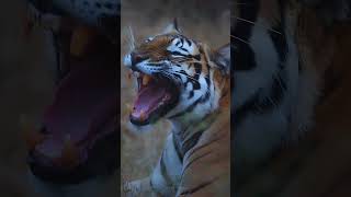 How beautiful tiger #viral #trending #amazing #viralvideo #a2ztechforyou