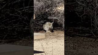 Bobcat in Joshua Tree National Park. #bobcat #catvideos