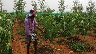 6 months pomegranate plants shape cutting or pruning