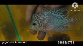 flowerhorn srd  good  quality available in salem