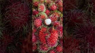 chubby Rambutan #shorts #trending