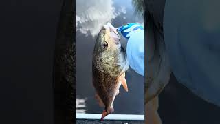 Beautiful #redfish #reddrum #foryou #fishing #fun #saltlife #fish #fyp #shorts #shortvideo #viral