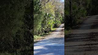 Wild turkey crossing the road in the woods