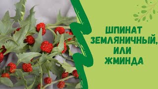 Шпинат земляничный, или жминда