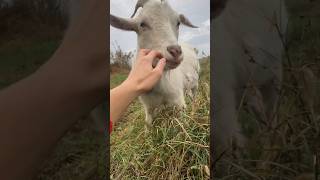 История спасения козы.Часть 2🐐❤️