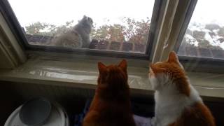 Cats spying on a wild squirrel - Biscuits and Mittens