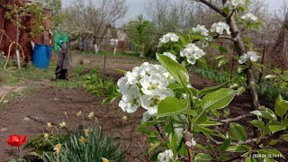 12.04.2024 уже кушаем щавель, будем сажать кукурузу, утки закидали яйцами, у нас уже лето +27`С