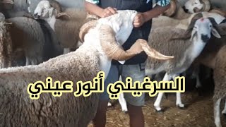 أليوم الجديد 🐏عند بشعيب العيد 🐄الملكي الصردي البركي العنوان فالأخر الفيديو#سلا #المغرب #لمجرد