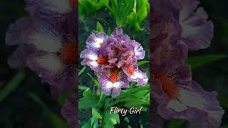 Flirty Girl невероятная красавица 🍃 #flowers #garden #gardening #nature #spring #iris