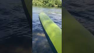 When your Bernese Mountain Dog wants to go paddle boarding with mommy and daddy…⁠