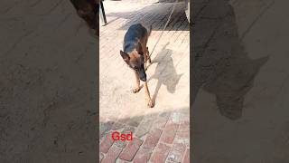 gsd dog 🐶 #dog #viral #shorts #shortsfeed || Naksh Gurjar ||