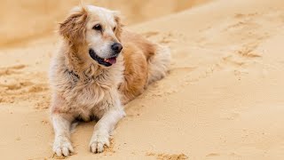 Socialize Your Golden Retriever Puppy- How to Start?