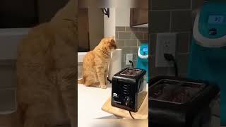 #cats #funnyanimal #funnypet #funnyvideo #pets #funnyanimals #animals