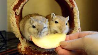 Cute Gerbils eating Apple