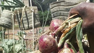 Guhinga mukirere ibitunguru burya biroroshye nawe uzabikore urebe (how to grow onions on top)