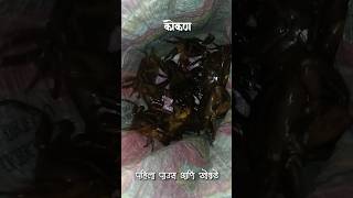 पहिल्या पावसाचे खेकडे|Khekada|Chimbori|Crab|mud crab| #shorts #kokan #kokanpremivikrant