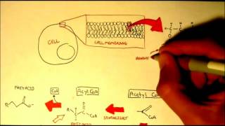 Biochemistry-Human Metabolism Map III   Glycerols Mono,Di