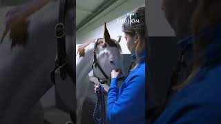 Thérapie Shockwave sur un cheval #horse