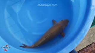 2024FALL-020 3yr 26" High Quality Chagoi by MARUHIRO Koi Farm