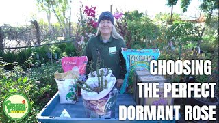 What to Look For When Choosing The Perfect Bare Root Rose ( Dormant Rose ) // Green Thumb Nursery