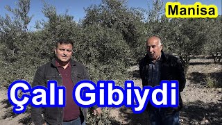 Çalı Gibi Olan Susuz Zeytin Bahçesi Kurak Yılda Yaprak Gübresi İle  Kendisini Toparladı Verime Geçti