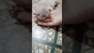 New born kitten/cute kitten😺/kitty/Persian kittens/beautiful kittens#shorts#tiktok#cat#kitten