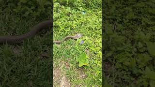 Cobra snake #viral #trending #youtubeshorts #youtube #newshort #new #korba #snake #sagar_sahu_0