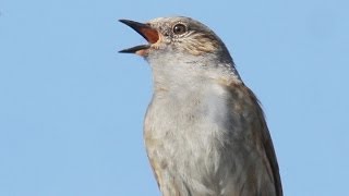 Dunnock Song - (Hedge Sparrow)