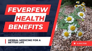 Key Medicinal Health Benefits of Feverfew