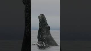 Incredible humpback breach!